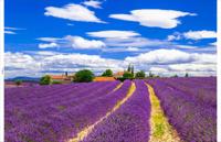 Tuindoek lavendel 210x140cm - Customize it