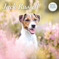 Jack Russell Terrier Kalender 2026 Deluxe