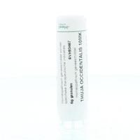 Homeoden Heel Thuja occidentalis 10MK 6 Gram