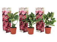 Set van 3 Hortensia's 'Hydrangea Teller' - roze - thumbnail