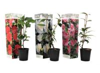 Mix van 3 Camellia - rood, roze, wit Mix van 3 Camellia - rood, roze, wit