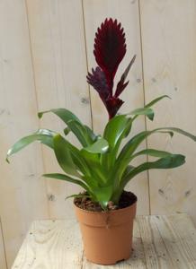 Bromelia donkerrood 30 cm - Warentuin natuurlijk
