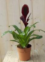 Bromelia donkerrood 30 cm - Warentuin natuurlijk