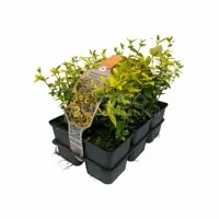 Bontbladige Kardinaalsmuts - Euonymus Emerald 'n Gold 6-pack
