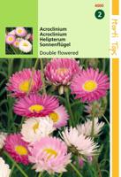 Acroclinium Helipterum Roseum Dubbelbl. Gemengd - Hortitops