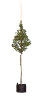 Portugese laurier hoogstam Prunus lusitanica h 250 cm st. omtrek 8 cm st. h 165 cm - Warentuin Natuurlijk - thumbnail
