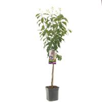 Pruimenboom Prunus domestica 'Hauszwetsche'