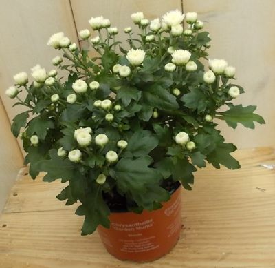 3 stuks! Mini bol chrysant wit - Warentuin natuurlijk