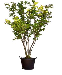 Krentenboom meerstammig Amelanchier lamarckii h 187,5 cm - Warentuin Natuurlijk