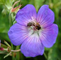 Geranium Rozanne Samplant - Samplant