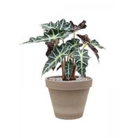 Plant in Pot Alocasia Polly 50 cm kamerplant in Terra Cotta Grijs 24 cm bloempot - thumbnail