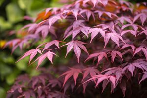 Japanse esdoorn op stam