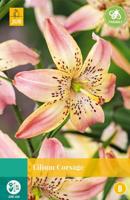 Lilium corsage JUB 1 bloembol - Jub