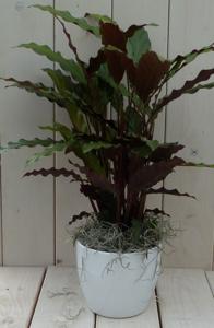 Calathea rood blad witte pot 40 cm - Warentuin natuurlijk