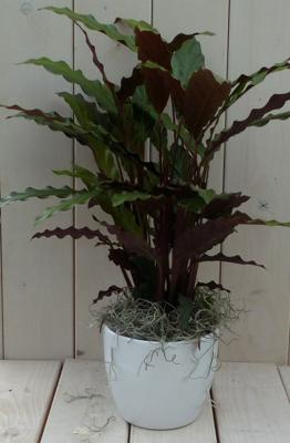 Calathea rood blad witte pot 40 cm - Warentuin natuurlijk