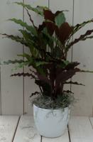 Calathea rood blad witte pot 40 cm - Warentuin natuurlijk