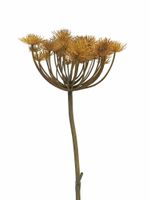 Heracleum copper/brown 98cm