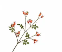 Silk-ka kunsttak rozenbottel 67cm oranje