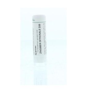 Zingiber officinalis D30