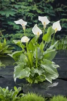 Waterplant Zantedeschia aethiopica