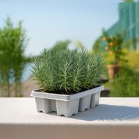 Lavendel 6-pack bundel - Lavandula - P6 Lavendel 6-pack bundel - Lavandula - P6