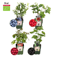"Vruchtenparadijs" BIO Fruitplanten mix set van 4 verschillende soorten - thumbnail