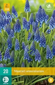 X 20 Muscari armeniacum