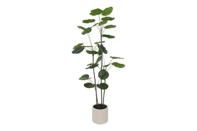 Polyscias 25x25x180cm grn