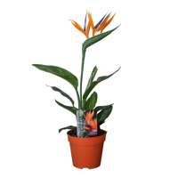 Strelitzia Reginae P13 2pp (met Kunstbloem) - Ø13cm - ↕35cm Strelitzia Reginae P13 2pp (met Kunstbloem) - Ø13cm - ↕35cm