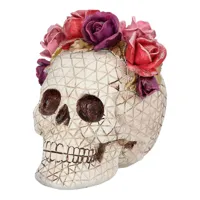 Schedel Sera Rosa
