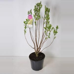 Sering (syringa vulgaris "Primrose") - 90-120 cm - 1 stuks