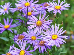 Aster