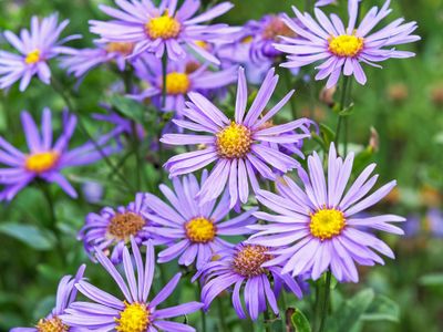 Aster