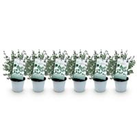 Green boutiQ - Terrasplant - Eucalyptus boom - Eucalyptus gunni - Grijs - 6 Planten - Winterhard - Pot 14cm Hoogte 30cm