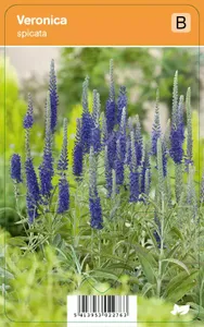 V.I.P.S. Veronica spicata - ereprijs p9