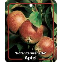 Malus Domestica Rote Sternrenette - Oosterik home