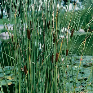 Lisdodde / Typha laxmannii