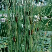 Lisdodde / Typha laxmannii