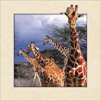 Schilderij - Giraf 3D Look, 30x40