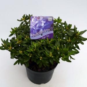 Dwerg rododendron (Rhododendron "Night Sky") heester - 20-25 cm - 1 stuks