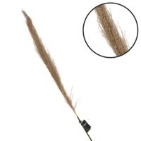 Parlane pampas gras naturel 120 cm | 18 stuks