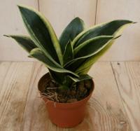 Kamerplant Vrouwentong Sansevieria geelbont mini - Warentuin natuurlijk