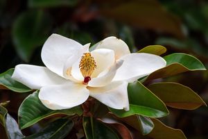 Zuidelijke magnolia