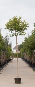 Bol plataan Platanus hispanica Alphens Globe h 270 cm st. omtrek 12 cm st. h 220 cm - Warentuin Natuurlijk