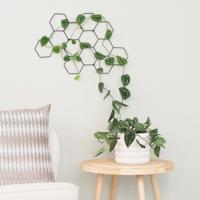Plantenwandrek - M Plantenwandrek - M