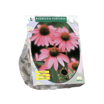 Rudbeckia
