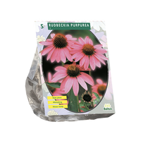 Rudbeckia