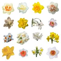 30 narcissen / 3 verschillende soorten 30 narcissen / 3 verschillende soorten