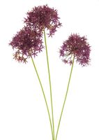 Allium bobo X3 beauty 64cm