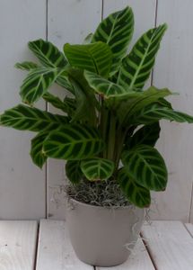 Calathea groen blad taupe pot 40 cm - Warentuin Natuurlijk